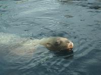 14. Tag Ankunft in Seward - Exit-Gletscher - Anchorage (42)