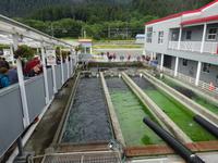 10. Tag Juneau - Alaskas Hauptstadt - Eberhardt-Ausflug inklusive (34)