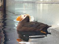 14. Tag Ankunft in Seward - Exit-Gletscher - Anchorage (16)