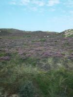 Heide
