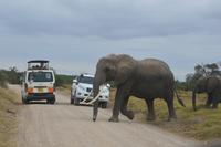 Amboseli Elefanten crossing