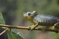 Thomson Falls Chamaeleon