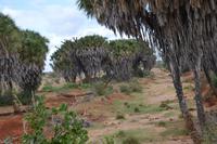 Tsavo Ost dumpalmen