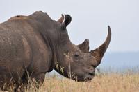 Solio Nashorn