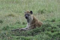 Masai Mara Hyäne