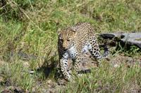 Masai Mara leopard