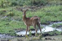 Amboseli Riedbock