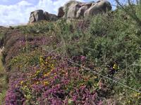 Blühende Heide