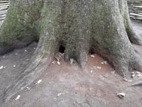 Im Belowescher Nationalpark.