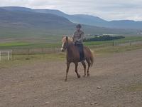 Pferdehof Lytingsstadir