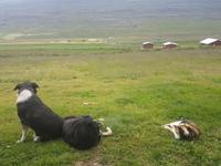 Pferdehof Lytingsstadir