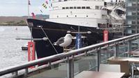 Der Königin letzzte Yacht und eine königliche Möwe im Hafen von Edinburgh