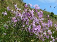 Auf der Schyniggen Platte 