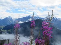 Auf der Schyniggen Platte