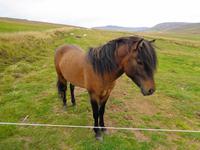 Island - Pferdehof Lýtingsstaðir 