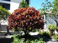 Croton-Wunderstrauch