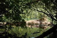 MacMillan Provincial Park - Vancouver Island