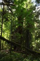 MacMillan Provincial Park - Vancouver Island