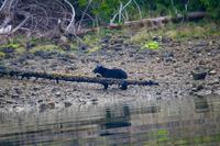 Bärenbeobachtung im Pacific Rim Nationalpark