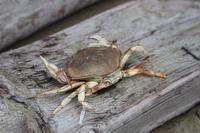 Combers Beach im Pacific Rim Nationalpark