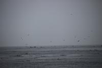 Walbeobachtung bei Victoria - Vancouver Island