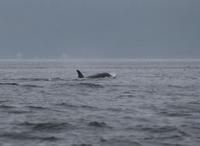 Walbeobachtung bei Victoria - Vancouver Island