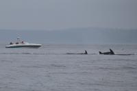 Walbeobachtung bei Victoria - Vancouver Island