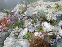 Im Alpengarten auf der Schatzalp