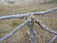 auf Porto Santo: überall Schnecken