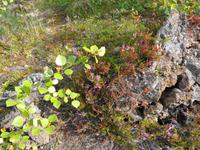 Island - Flora in Dimmuborgir 
