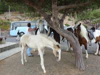 Lust auf eine Reitausflug?