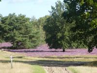 Lüneburger Heide
