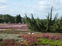 Lüneburger Heide Heidegarten