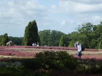 Lüneburger Heide Heidegarten