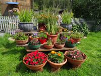 Üppige Blütenpracht in Sibirien