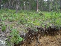 Wanderung durch den sibirischen Wald am Seeufer