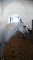 Ein Lippizaner im Stall