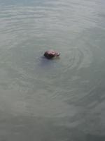 Willy