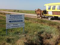 Kutschfahrt auf Hooge