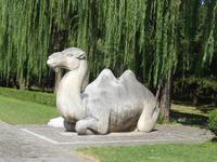 Auch Kamele sind hier vertreten