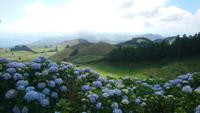 Blüte der blauen Hortensien