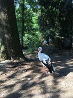 Storch im Vogelpark Walsrode