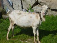 Schaffarm (Salas) Zbojska