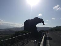 der tierische Sarde - der Elefant