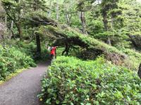 Wandern in Ucluelet im Pacific Rim Nat Park