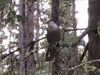 Der Whisky Jack schaut immer zu