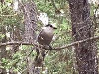 Dieser Whisky Jack auch