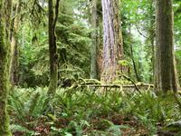 Cathedral Grove auf dem Weg nach Tofino