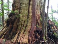 eine Zeder die was weiss