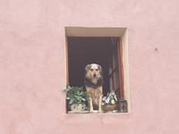 Sighisoara - in der Altstadt - Touristenbeobachter